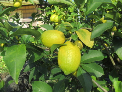大竹のレモン