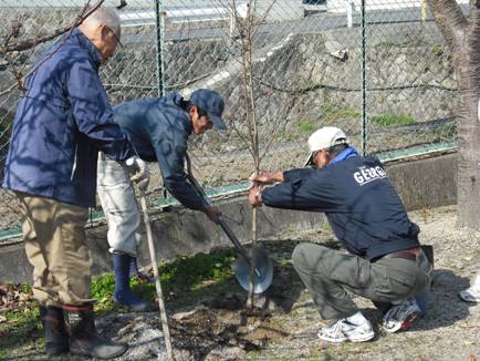 (写真)桜を植樹する様子