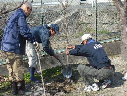 （写真）桜を植樹する様子