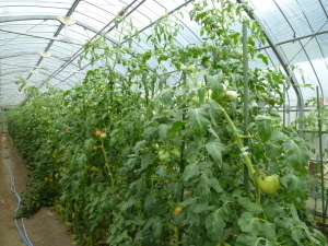 栗谷のトマト