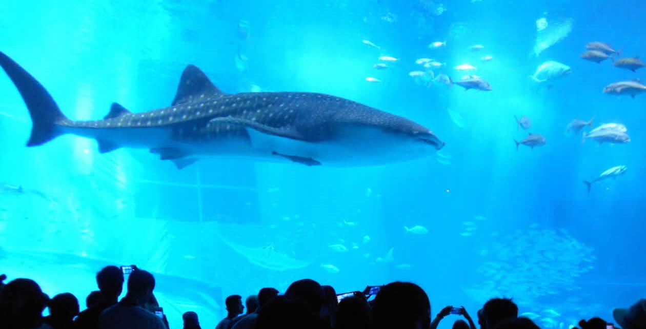 水族館（美ら海）