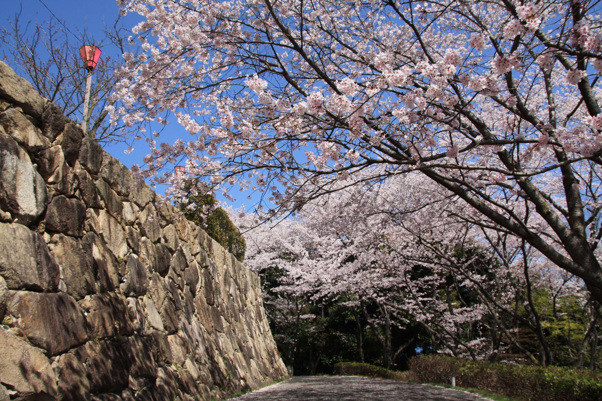 亀居城の桜