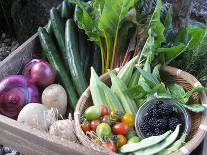 くらかけ果菜園の野菜