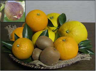 くらかけ果菜園の果物