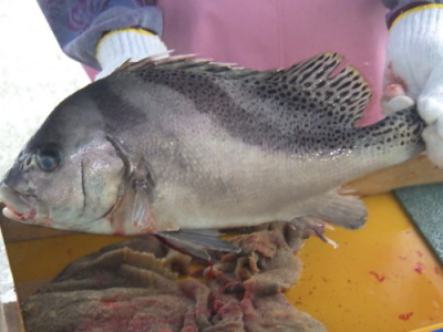 魚1