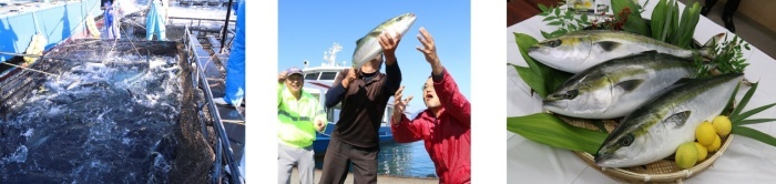 あたたハマチとレモンの写真