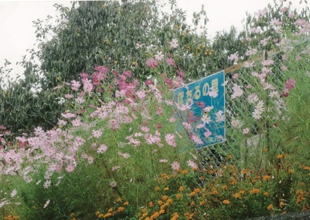 （写真）公園に咲き誇るコスモス